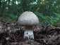 Tüskés galóca (Amanita echinocephala), Budai-hegység